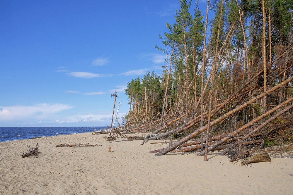 Trees blown down by storm on Carnikava beach