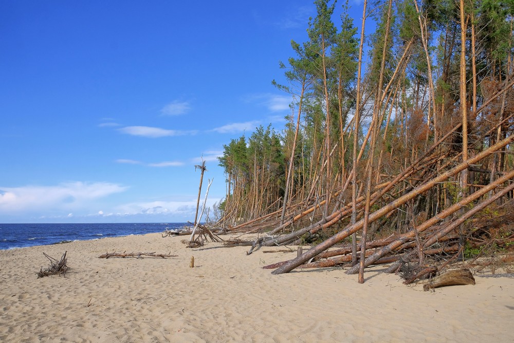 Vētras izgāzti koki Carnikavas pludmalē