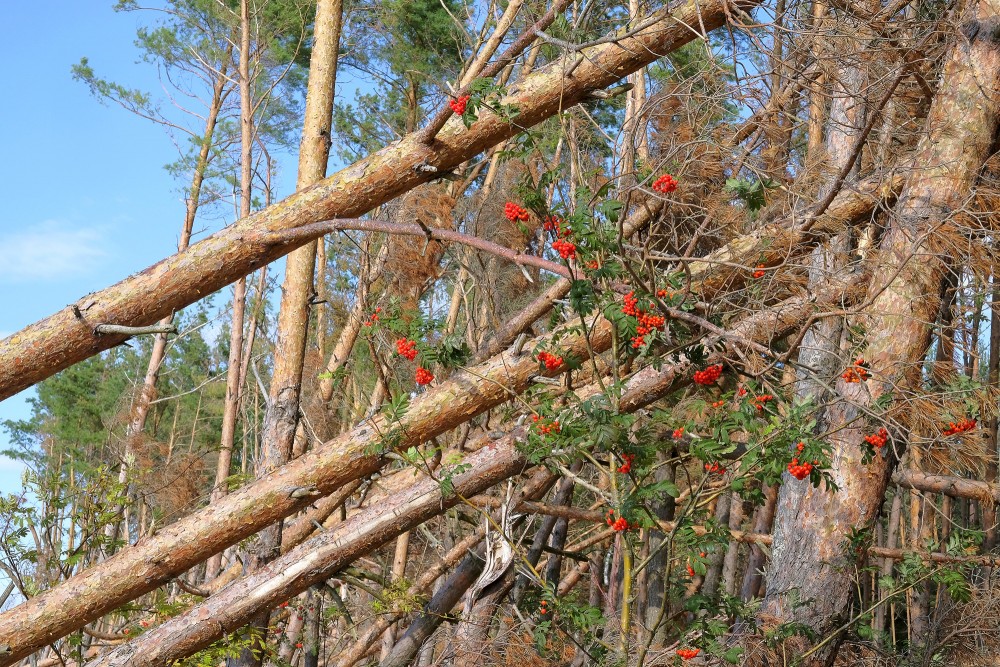 Pīlādzis Carnikavas pludmalē