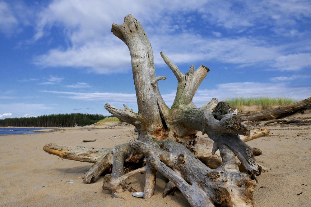Dead Tree on the Seashore