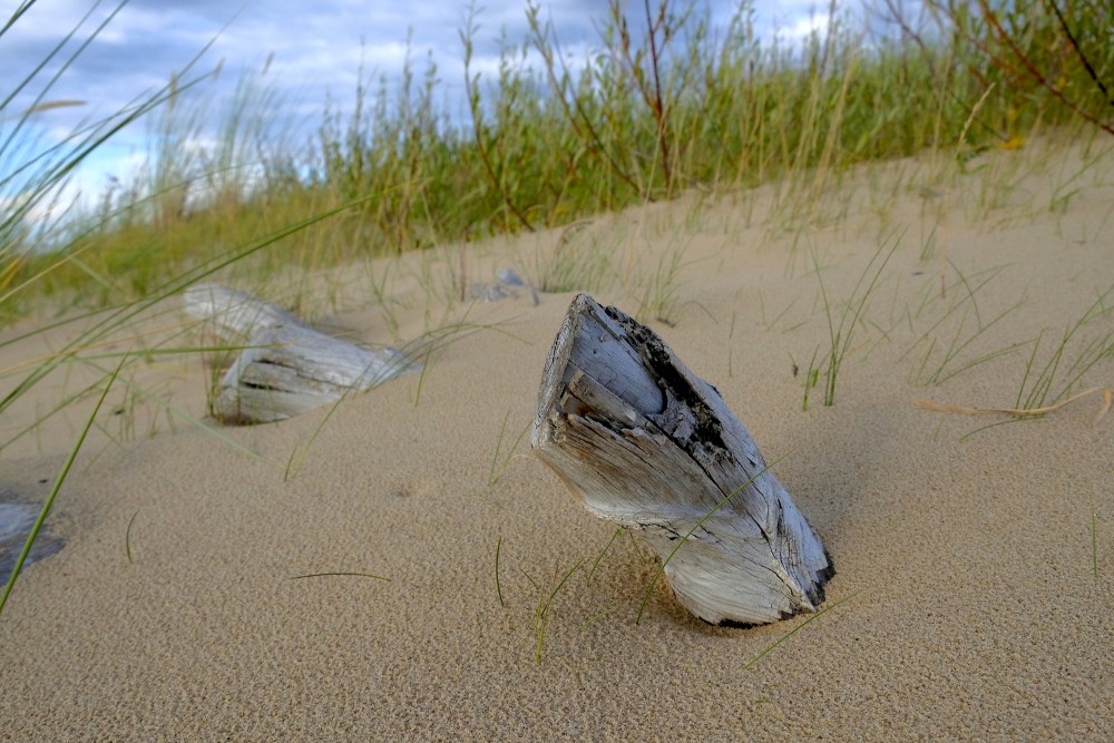 Dunes, Dead Tree