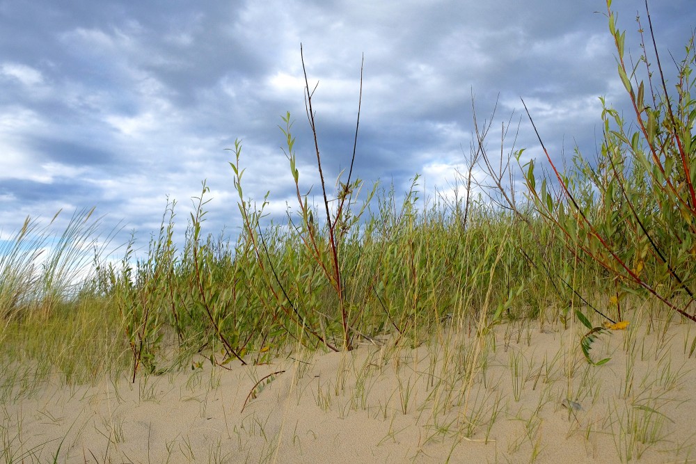 Ar krūmiem apaugušas kāpas