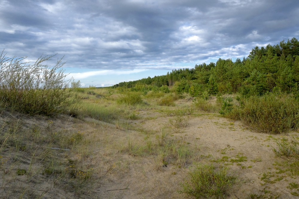 Kāpu aizsargjosla Kāpu aizsargjosla