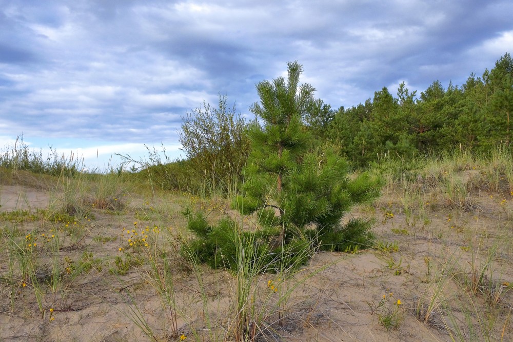A young pine tree in a dune protection zone