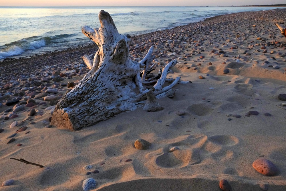 Sakaltis koka celms jūrmalā pie Ventspils