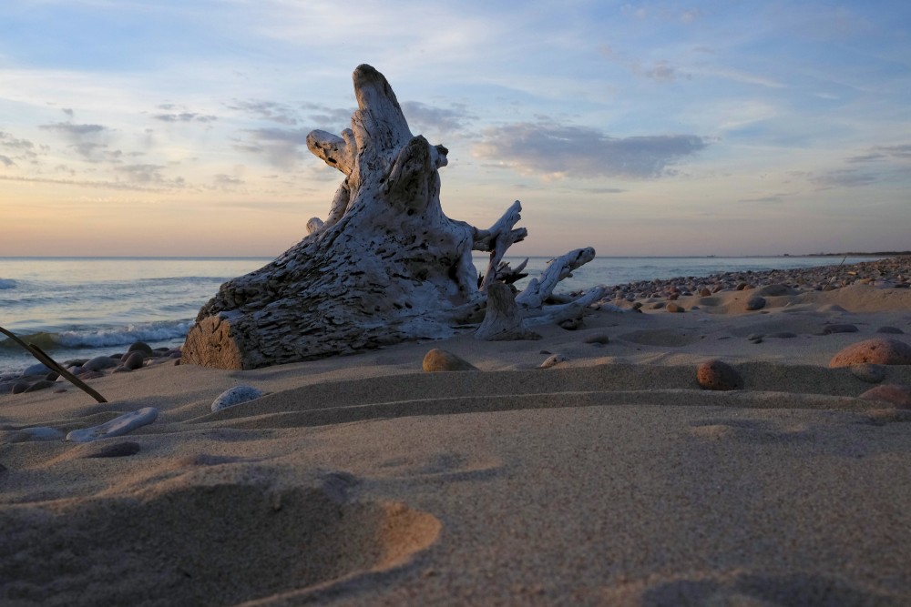 A Dead Dry Tree Trunk  on a Rocky Seashore