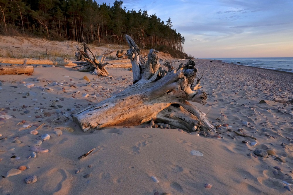 A Dead Dry Trees on a Rocky Seashore