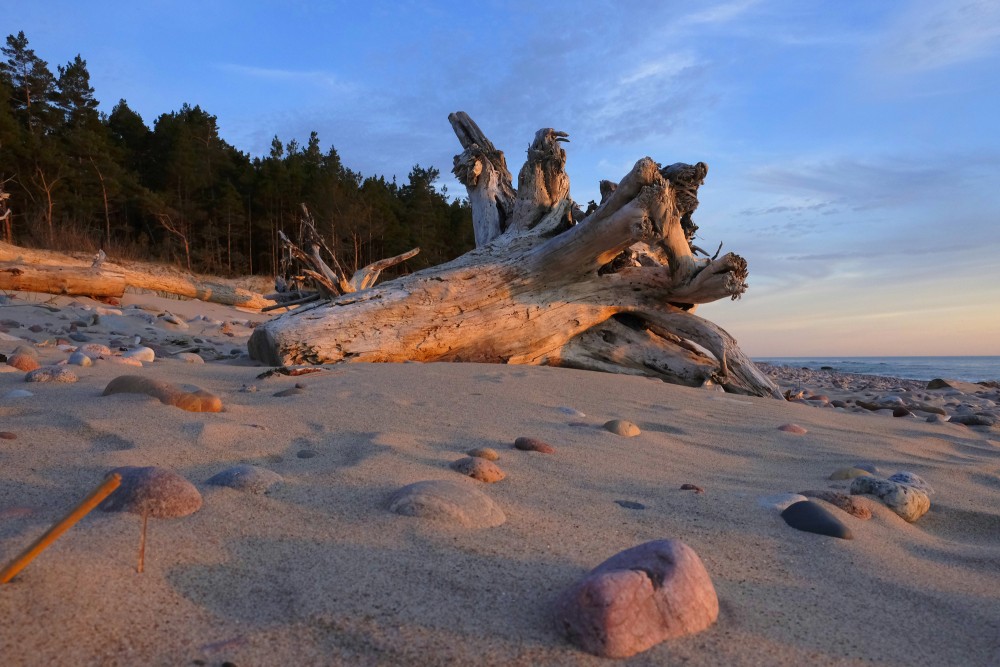 A Dead Dry Tree on a Rocky Seashore