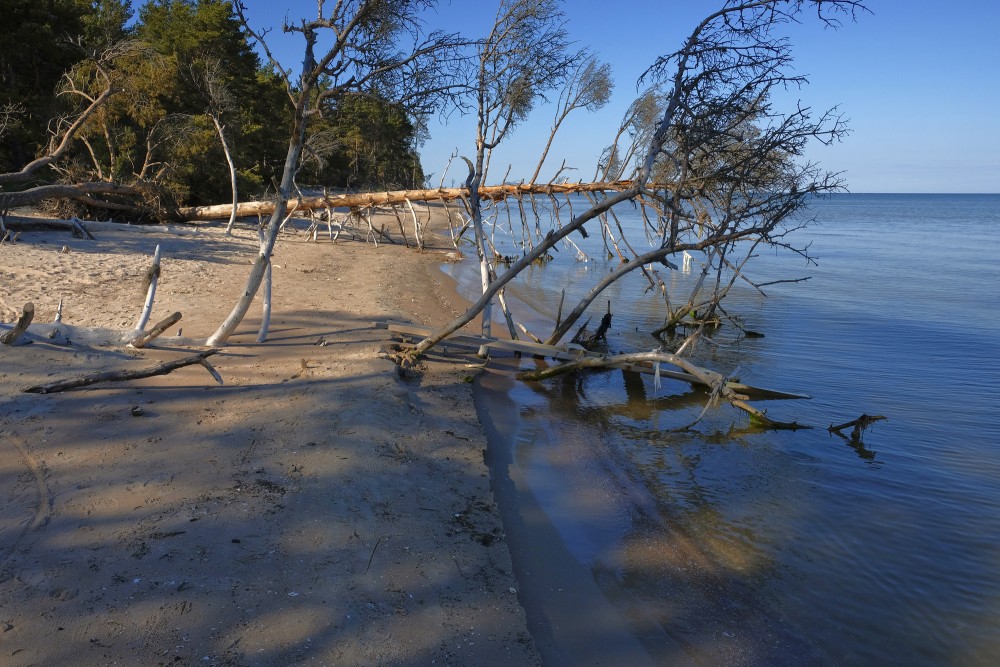 Fallen Tree on Cape Kolka Coastline