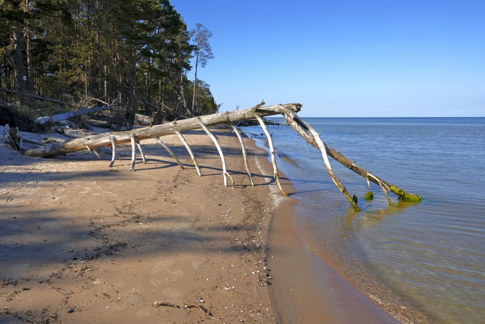 Vētras nogāzti koki Kolkasraga pludmalē