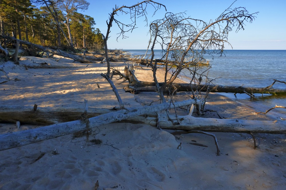 Vētras nogāzti koki, Kolkasraga jūrmala