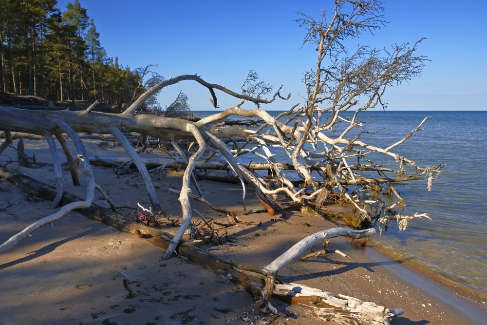 Fallen Tree on Cape Kolka Coastline