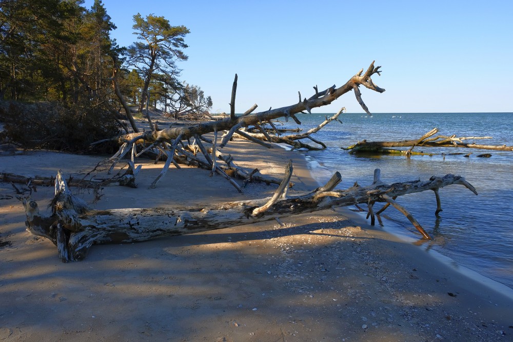 Fallen Tree on Cape Kolka Coastline