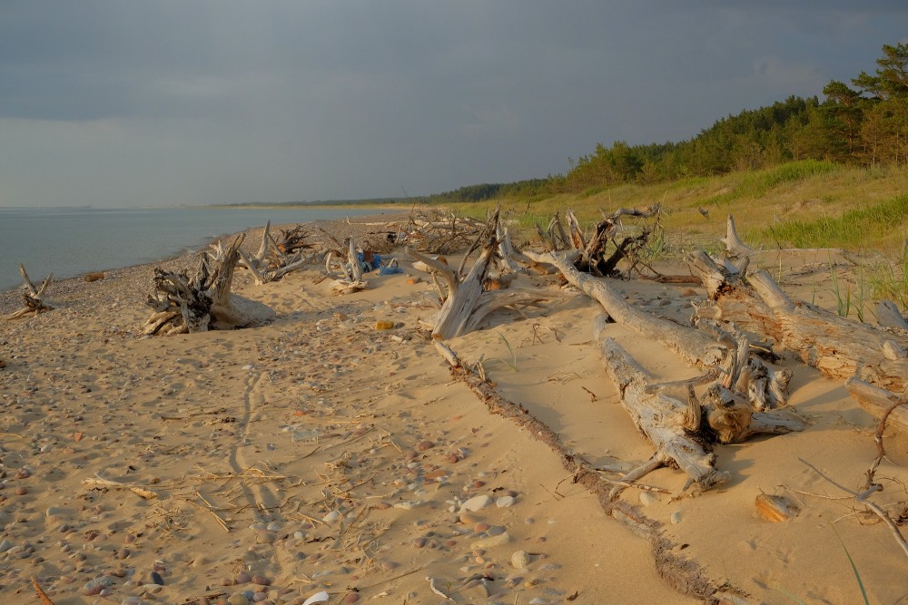 A Dead Dry Trees on a Rocky Seashore