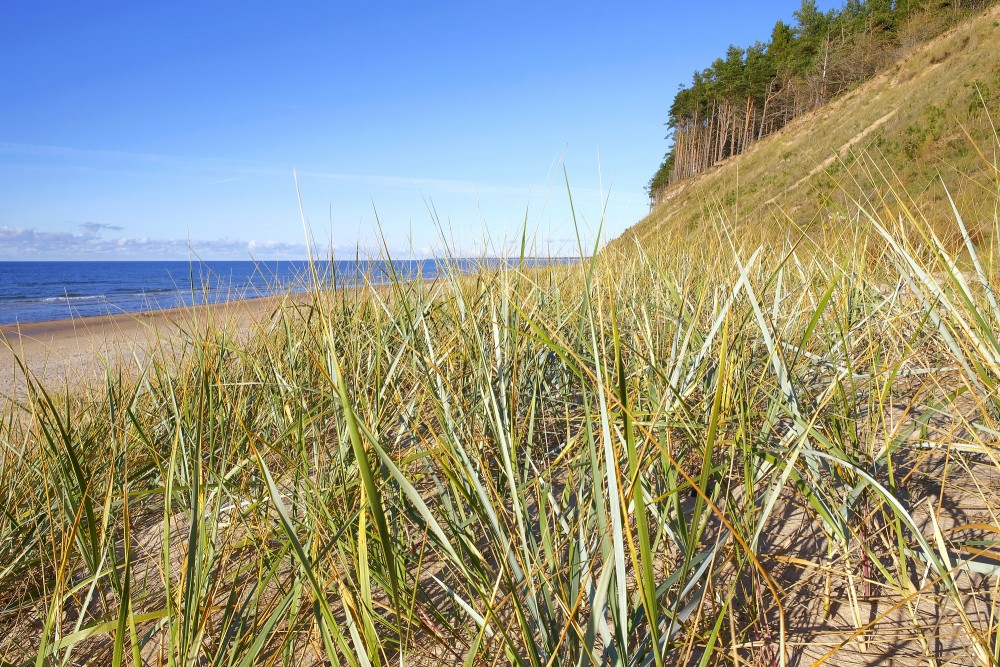 Baltic Sea Coast with Sand Dunes and Beach Grass