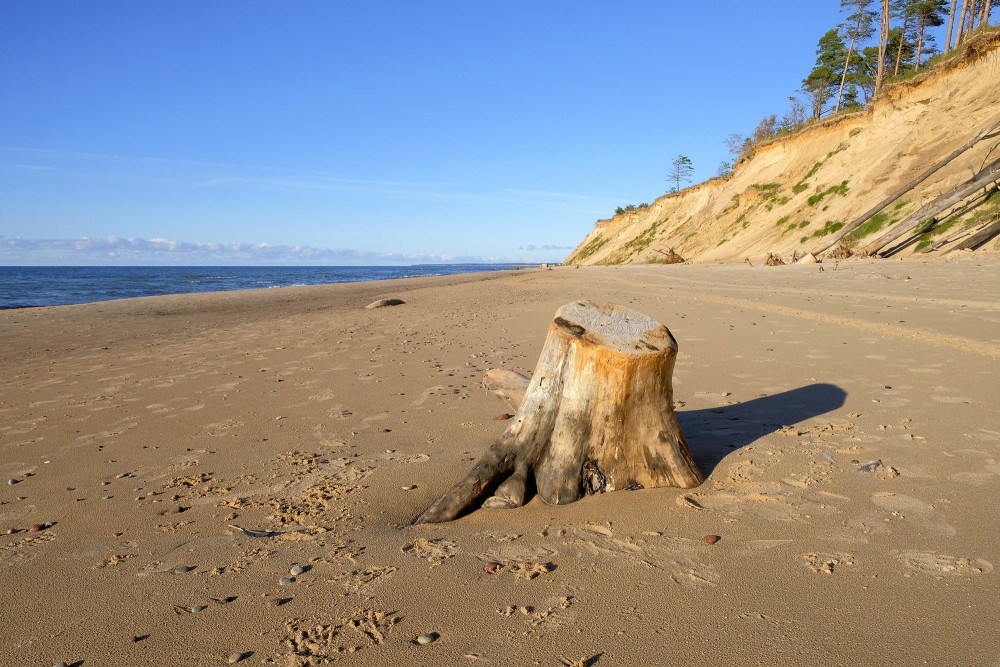 Koka celms smilšainā pludmalē pie augsta stāvkrasta