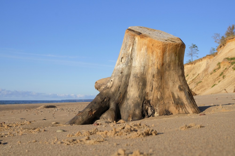 Vecs koka celms pie pašas jūras krasta saulainā dienā