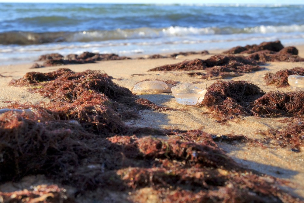 Jellyfish washed ashore among brown seaweed on the beach