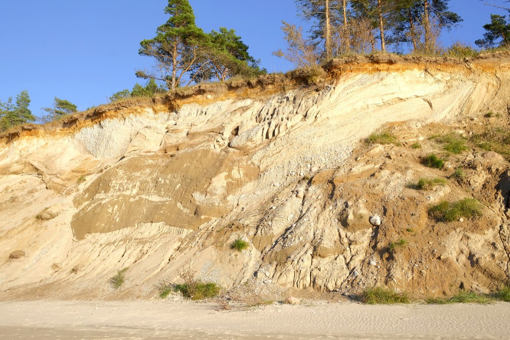 Eroded coastal cliff with layered sand and pine trees