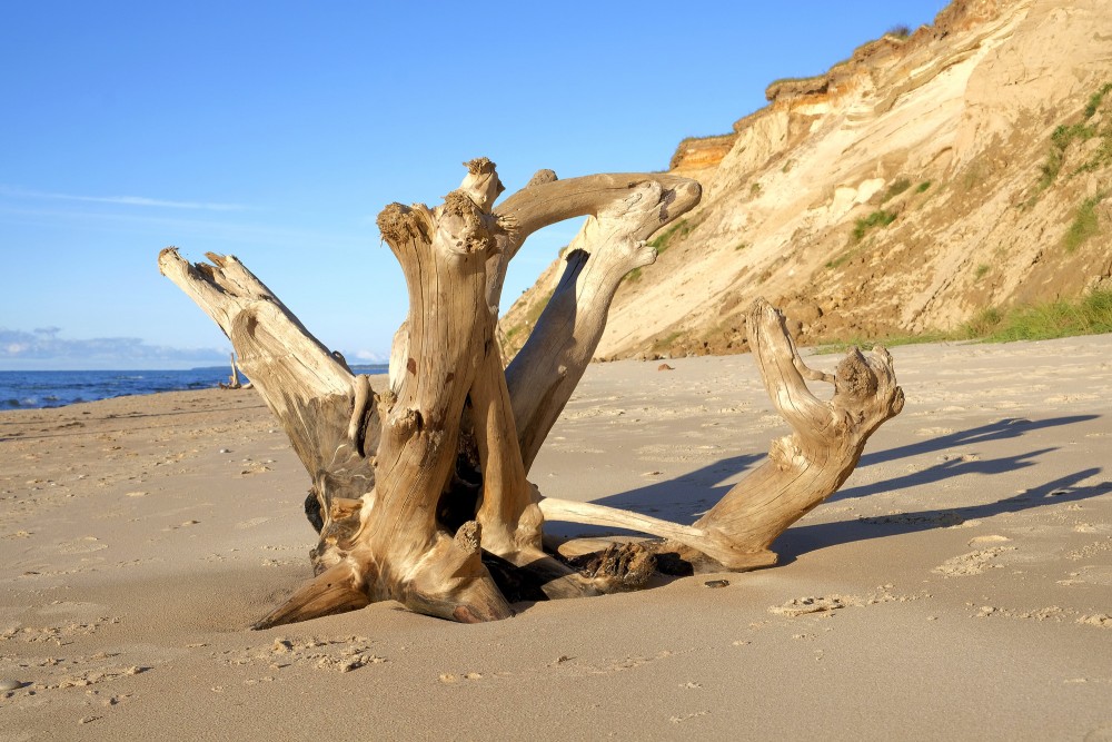 Weathered tree roots washed ashore against a sandy coastal cliff Weathered tree roots washed ashore against a sandy coastal cliff