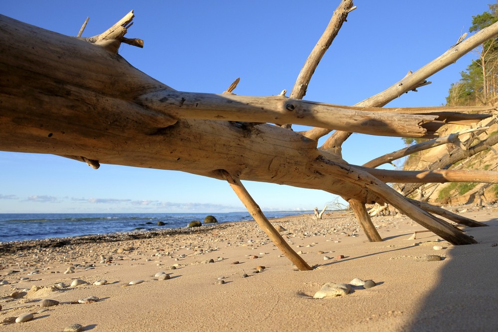 Nogāzies koks pludmalē ar zilām debesīm un jūru saulrietā