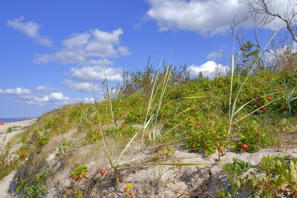Coastal sand dunes with wild rose shrubs and hips on a sunny day