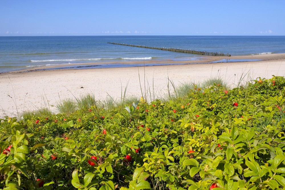 Krokainā roze ar augļiem un smilšaina pludmale pie jūras