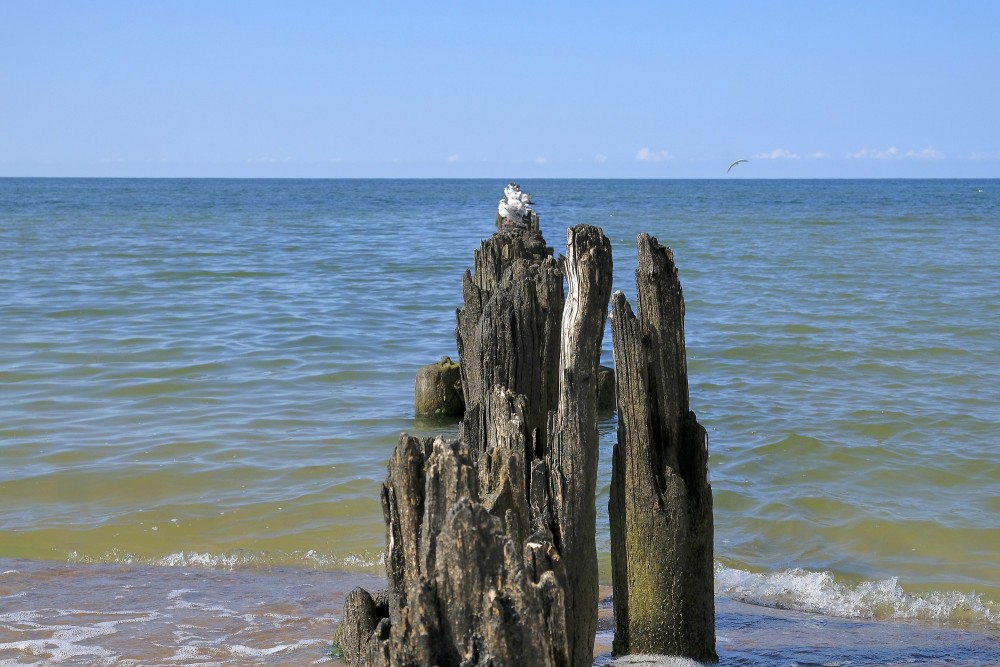 Nidas vecie koka steķi jūrā ar putniem uz tiem