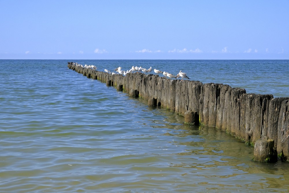 Putni uz Nidas koka mola mierīgā jūrā