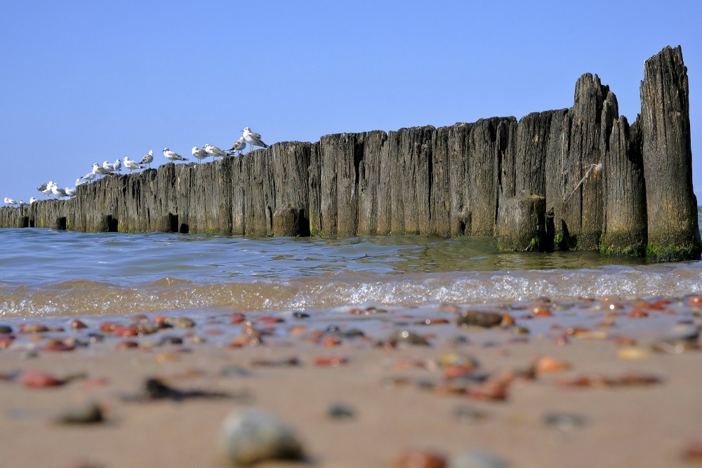 Koka mols ar putniem un oļaina pludmale priekšplānā