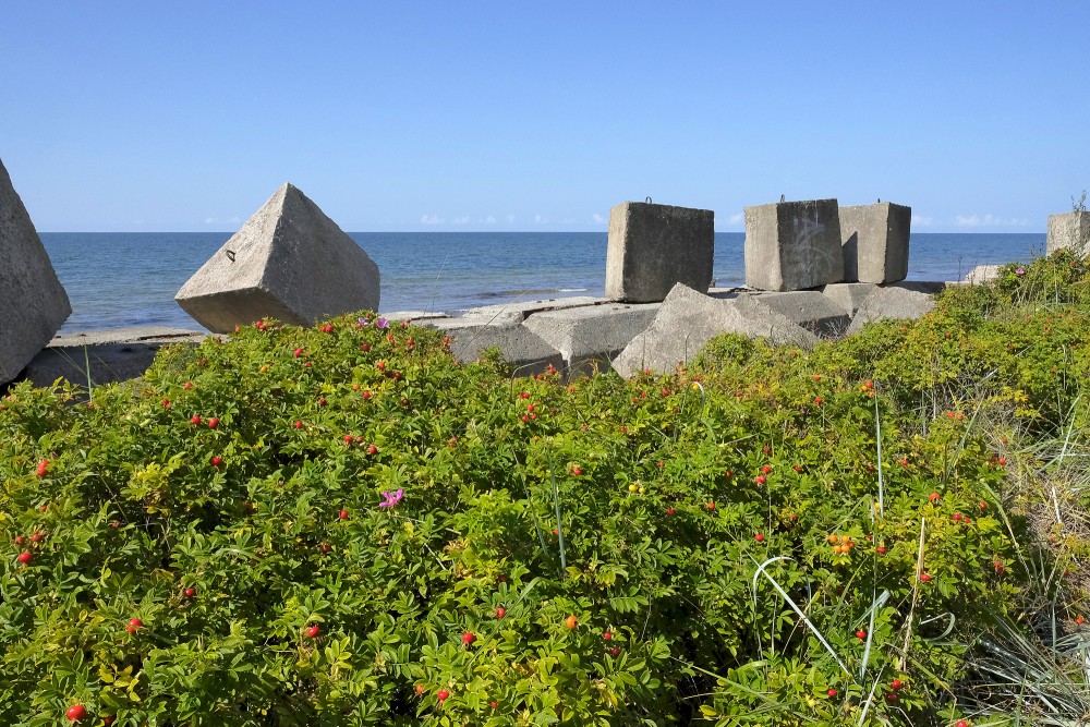 Betona viļņlaužu bloki un savvaļas rožu krūmi pie Papes Bākas