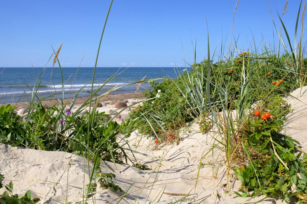 Smilšu kāpas ar savvaļas augiem pie Baltijas jūras