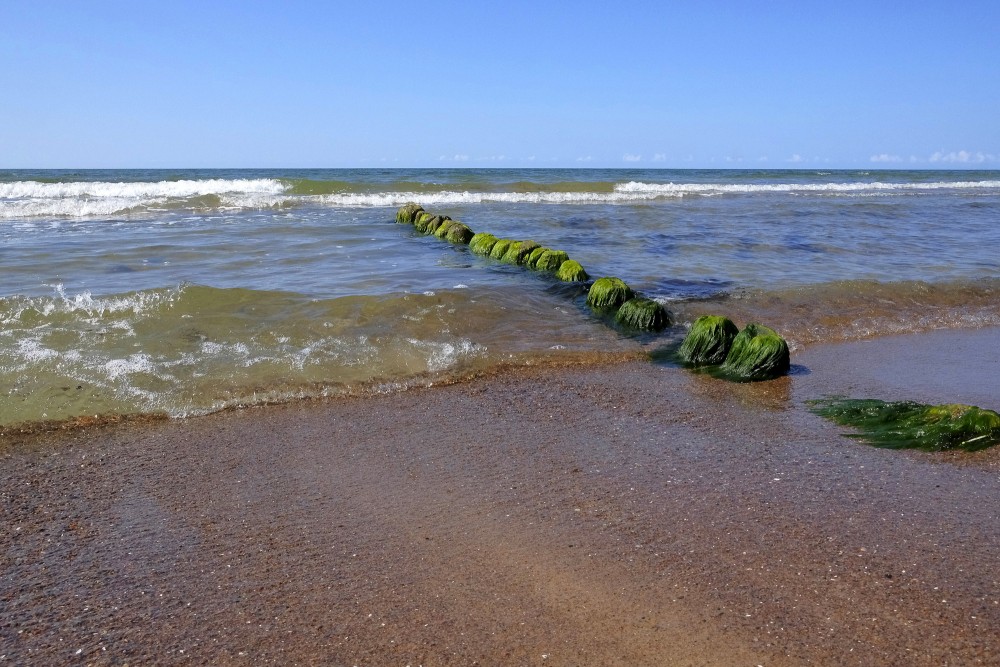 Ar aļģēm apaugušu koka mola paliekas pie Papes bākas