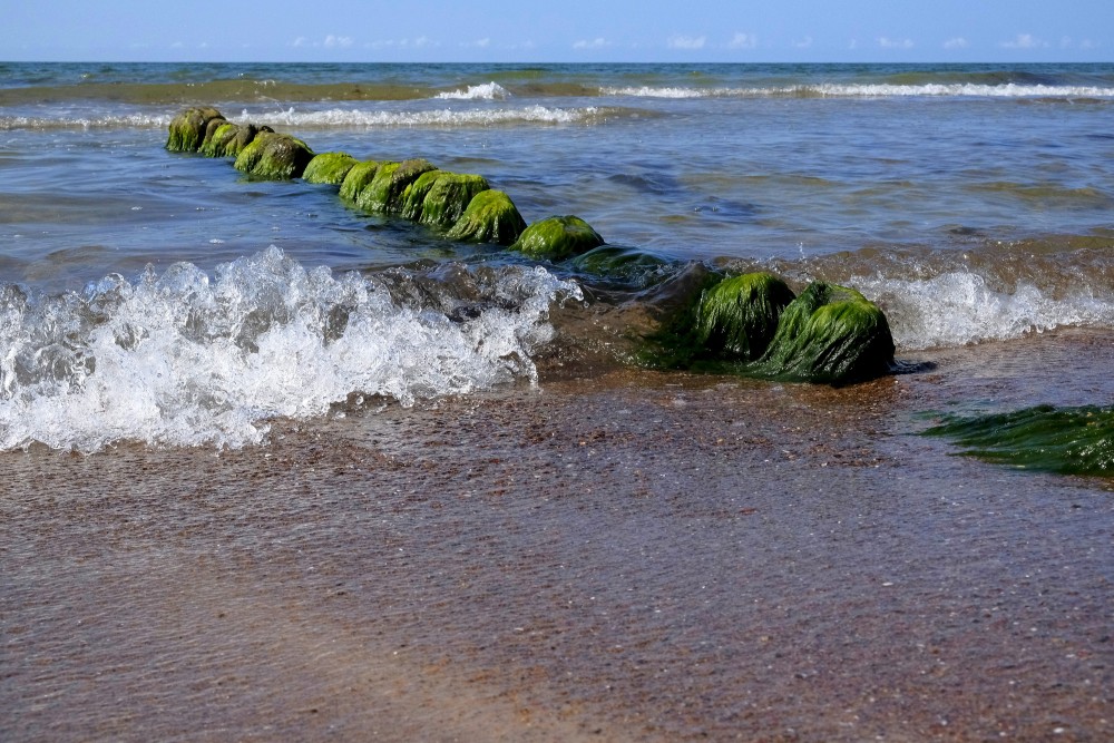 Aļģēm klātas koka mola paliekas Baltijas jūras seklumā Papes pludmalē