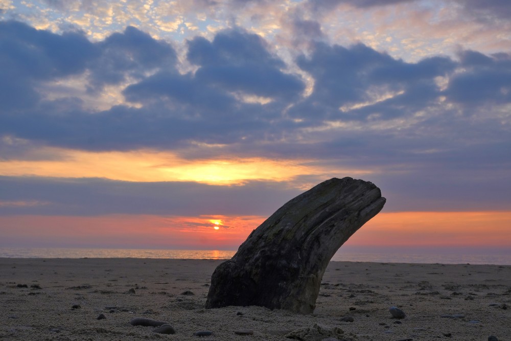 A Dead Dry Tree Trunk on a Seashore