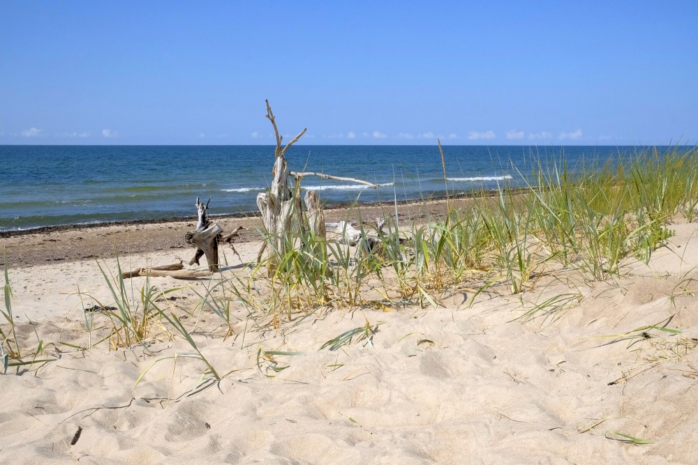 Smilšu kāpas un izskaloti koku stumbri Papes pludmalē pie Baltijas jūras