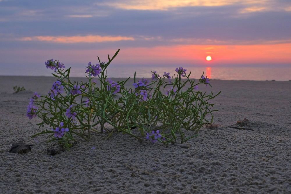Sea Rocket at Sunset