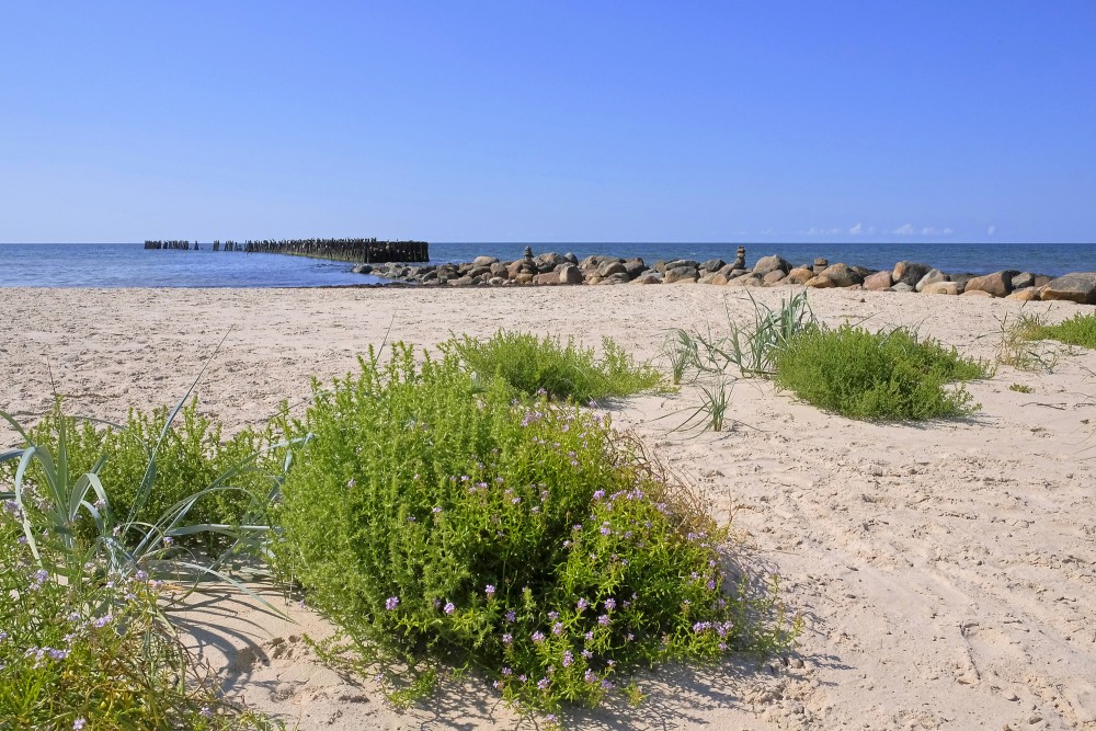 Smilšaina pludmale ar piejūras augiem un koka steķiem jūrā