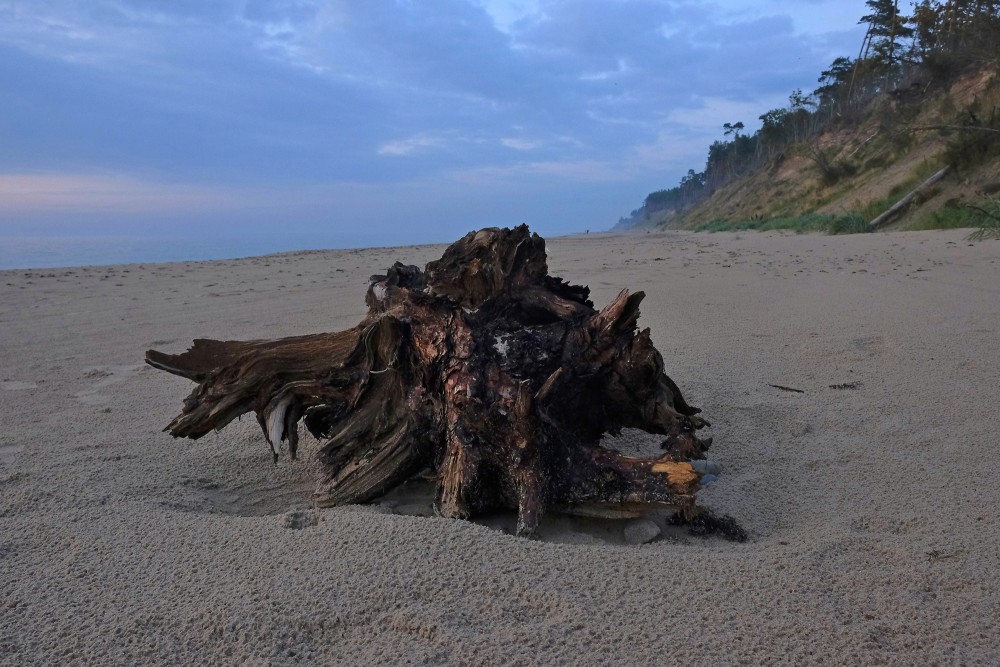 A Dead Tree Trunk on a Seashore, Evening Landscape