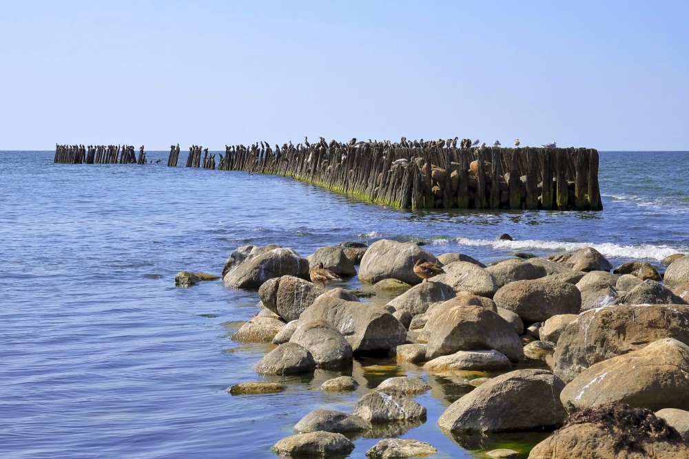 Vecie koka steķi Papē ar putniem pie Baltijas jūras krasta