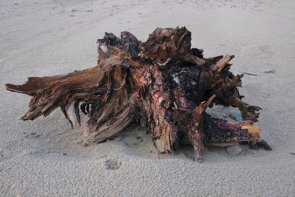A Dead Tree Trunk on a Seashore