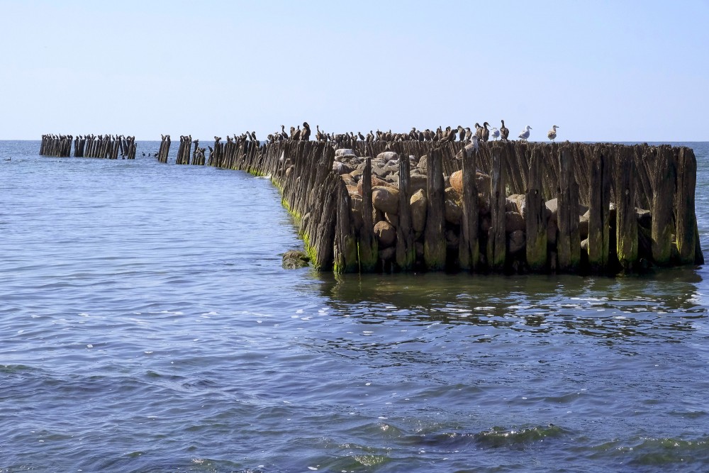 Koka steķu rinda ar kormorāniem un kaijām Baltijas jūrā Koka steķu rinda ar kormorāniem un kaijām Baltijas jūrā