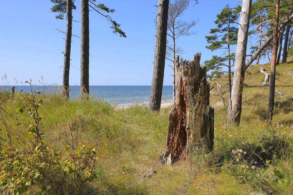 Skats uz Baltijas jūru caur priedēm Bernātu pludmalē