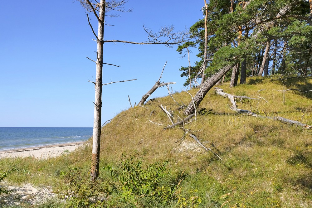 Piejūras kāpa ar noliektām priedēm un jūras fonu Bernātos