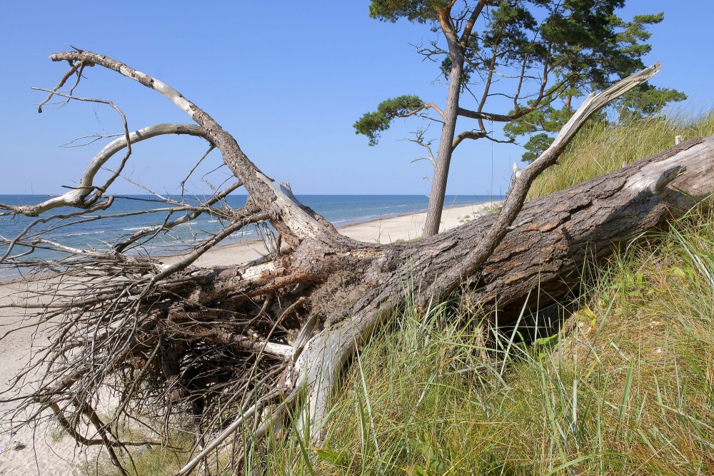 Nogāzē izgāzta priede pie jūras smilšainā piekrastē