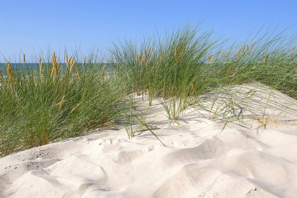 Smilšu kāpa ar jūrmalas zāli pie jūras