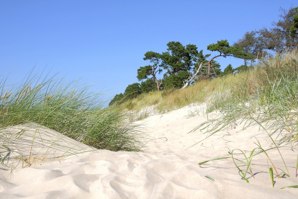Smilšaina piejūras kāpa ar priedēm un zālienu