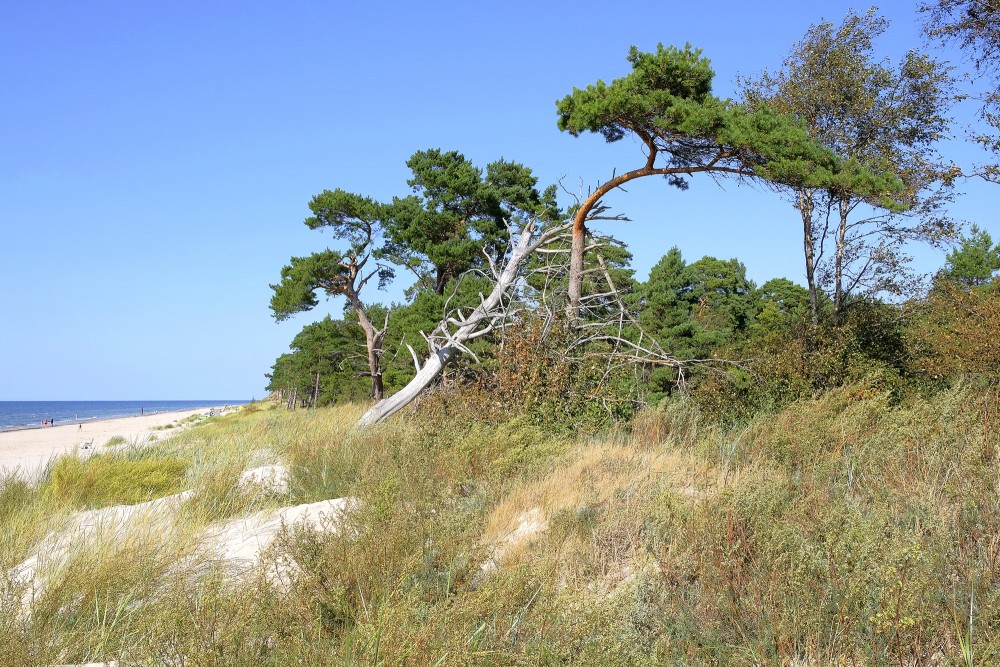 Coastal dunes with wind-shaped pine trees near the beach