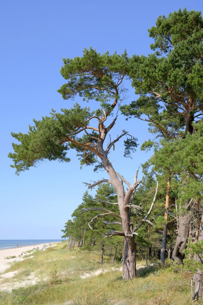 Vējā veidota priede piejūras kāpās ar skatu uz jūru