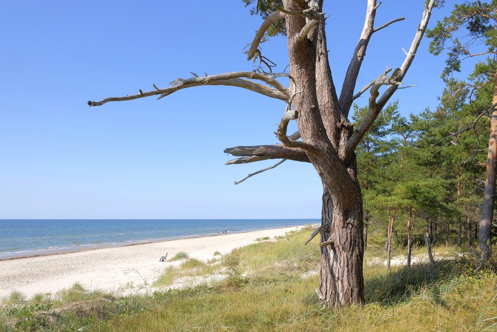 Priede piejūras kāpās ar smilšainu pludmali